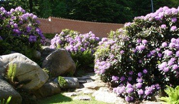 Rododendron bed i blomst
